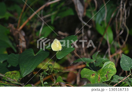 キタキチョウ キタキチョウ 130516733