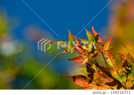 木漏れ日に照らされるモミジの紅葉 木漏れ日に照らされるモミジの紅葉 130516751