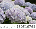 満開の見事な紫陽花 130516763