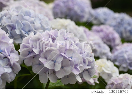 満開の見事な紫陽花 130516763