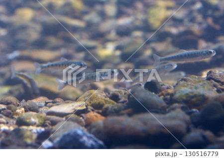 サケの稚魚(千歳サケのふるさと館、現在は　サケのふるさと　千歳水族館) 130516779