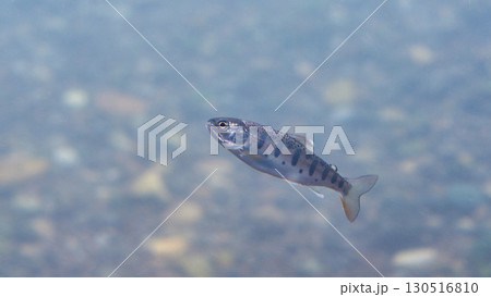 ヤマメ(サクラマス)(千歳サケのふるさと館、現在は　サケのふるさと　千歳水族館) 130516810