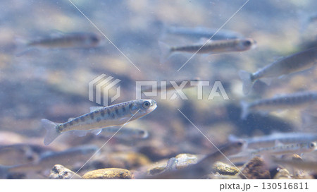 サケの稚魚(千歳サケのふるさと館) サケの稚魚(千歳サケのふるさと館) 130516811