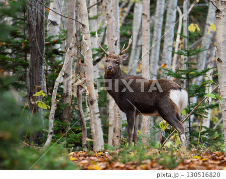 北海道・置戸の白樺林に立つエゾシカの雄 130516820