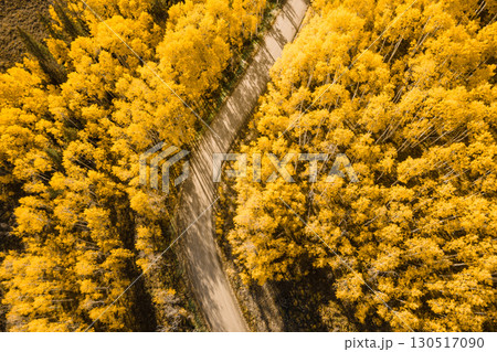 Dirt road winding through beautiful yellow aspen forest during golden sunset in peak fall foliage Dirt road winding through beautiful yellow aspen forest during golden sunset in peak fall foliage 130517090