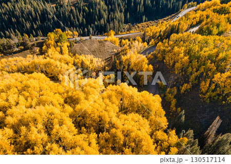 Beautiful dirt road winding through yellow aspen forest during golden sunset in peak fall foliage Beautiful dirt road winding through yellow aspen forest during golden sunset in peak fall foliage 130517114