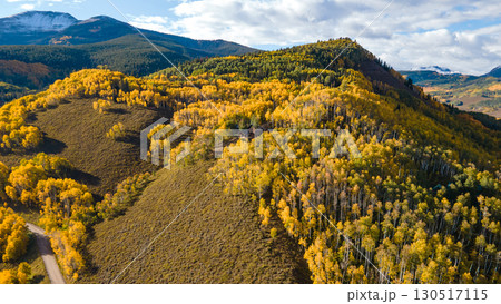 Beautiful yellow aspen forest during golden sunset in peak fall foliage at Crested Butte, Colorado, USA Beautiful yellow aspen forest during golden sunset in peak fall foliage at Crested Butte, Colorado, USA 130517115