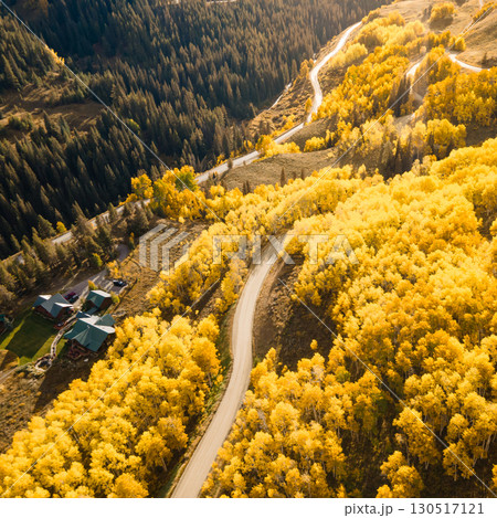 Beautiful dirt road winding through yellow aspen forest during golden sunset in fall foliage Beautiful dirt road winding through yellow aspen forest during golden sunset in fall foliage 130517121