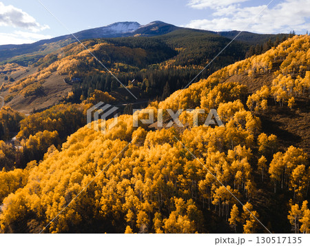 Beautiful yellow aspen forest during golden sunset in fall foliage at Crested Butte, Colorado, USA Beautiful yellow aspen forest during golden sunset in fall foliage at Crested Butte, Colorado, USA 130517135