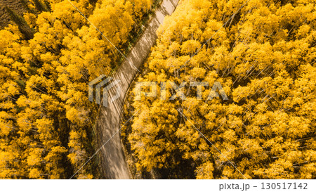 Beautiful dirt road winding through yellow aspen forest during golden sunset in peak fall foliage 130517142