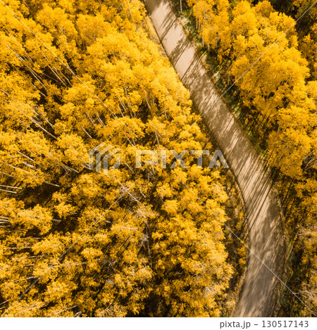 Beautiful dirt road winding through yellow aspen forest during golden sunset in peak fall foliage Beautiful dirt road winding through yellow aspen forest during golden sunset in peak fall foliage 130517143