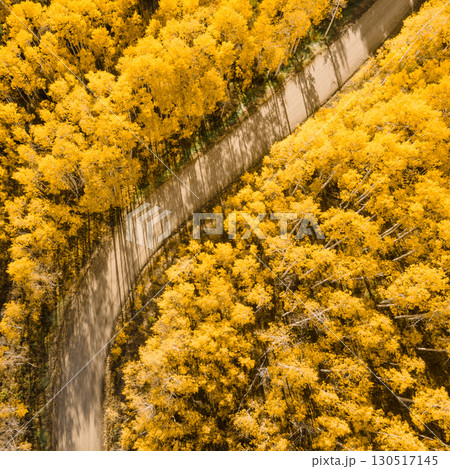 Beautiful dirt road winding through yellow aspen forest during golden sunset in peak fall foliage Beautiful dirt road winding through yellow aspen forest during golden sunset in peak fall foliage 130517145