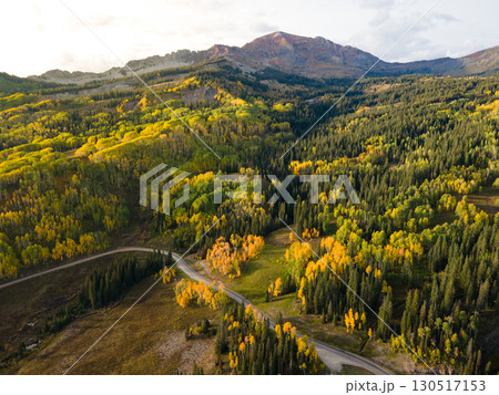 Aerial view of yellow aspen and green pine forest during early fall foliage in Colorado, USA 130517153