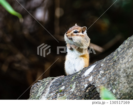 北海道の森で暮らすエゾシマリス 北海道の森で暮らすエゾシマリス 130517169