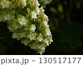 白と緑のクローズアップした紫陽花 130517177