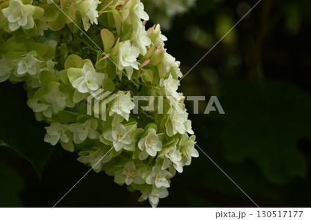 白と緑のクローズアップした紫陽花 130517177