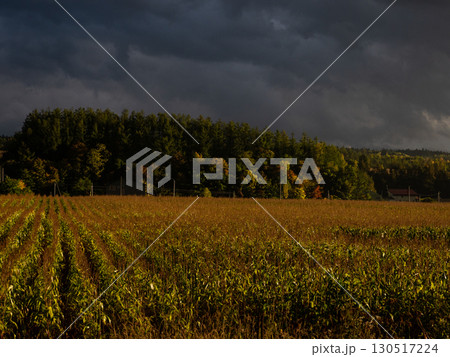 北海道・富良野の秋景色と dramaticな空模様 130517224