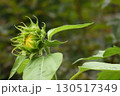 咲き始めたひまわりの花 130517349