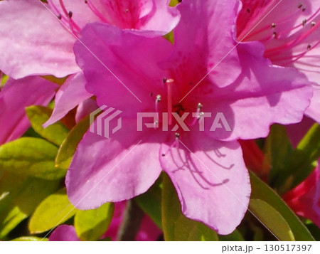 ツツジボケ背景-11 ツツジボケ背景-11 130517397
