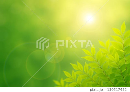 新緑　若葉　太陽光線 130517432