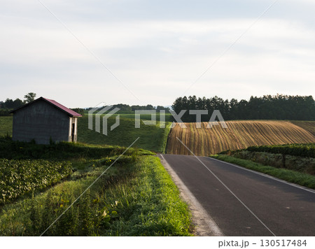 北海道・美瑛の朝の丘と畑の風景 130517484