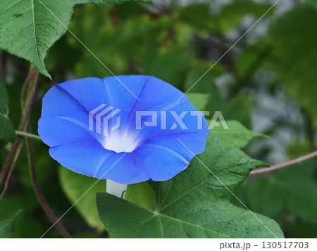 青いアサガオの花 130517703