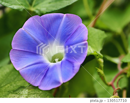 青いアサガオの花 青いアサガオの花 130517710
