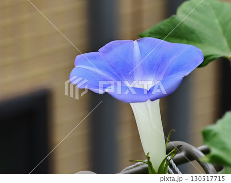 青いアサガオの花 130517715