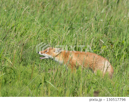 北海道・道東の草原を歩くキタキツネ 130517796