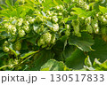 実ったホップ	 130517833
