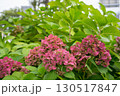 色が変わったアジサイの花	 130517847