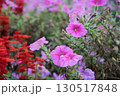 庭の可憐な花々	 130517848