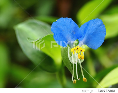 ツユクサ ツユクサ 130517868