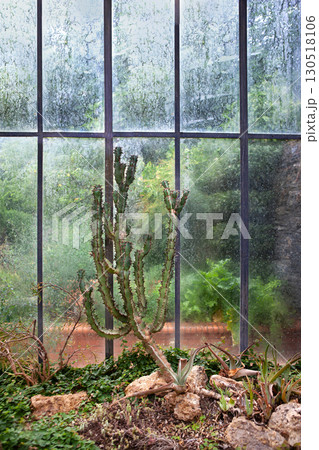 Growing Desert Plants in the Conservatory 130518106