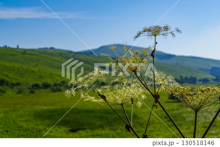 Lush Highland Moor Landscape in Nagano Prefecture, Japan Lush Highland Moor Landscape in Nagano Prefecture, Japan 130518146