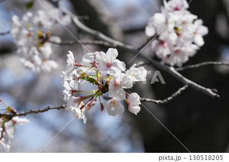 日本の桜（Sakura in Japan） 130518205