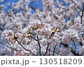 日本の桜（Sakura in Japan） 130518209