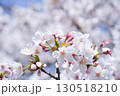日本の桜（Sakura in Japan） 130518210