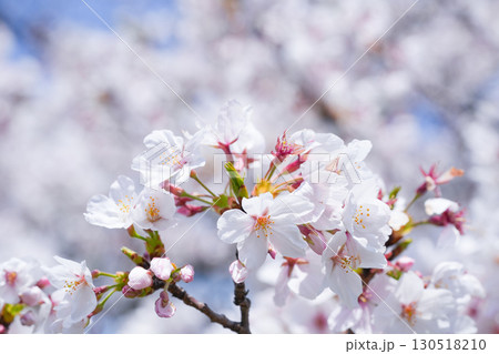 日本の桜(Sakura in Japan) 日本の桜(Sakura in Japan) 130518210