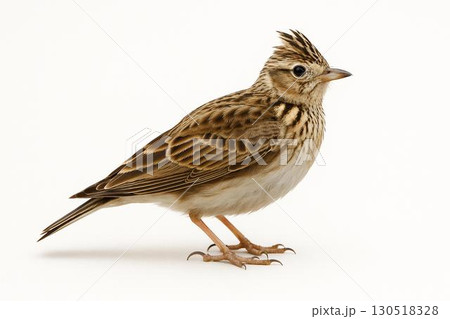 ヒバリ ヒバリ 130518328