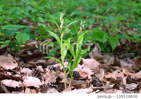 ササバギンラン 130518630