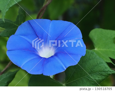 青いアサガオの花 130518705