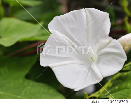 白いアサガオの花 130518706
