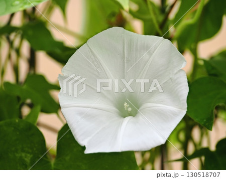 白いアサガオの花 白いアサガオの花 130518707