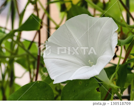 白いアサガオの花 白いアサガオの花 130518709