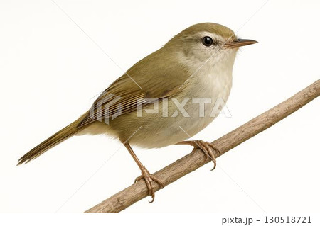 ウグイス 130518721