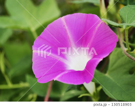 ピンク色のアサガオの花 130518903