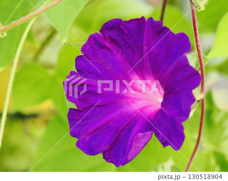 アカムラサキ色のアサガオの花 130518904