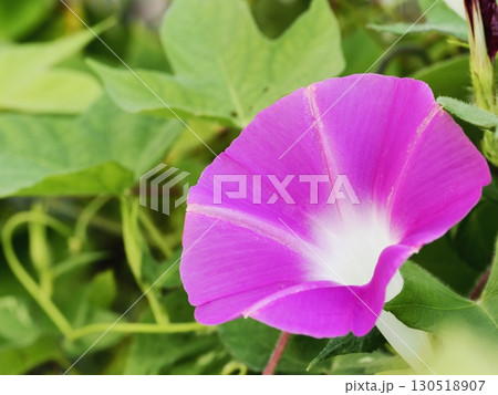 ピンク色のアサガオの花 130518907