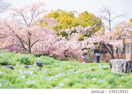 戸田川緑地　満開の河津桜 130518951